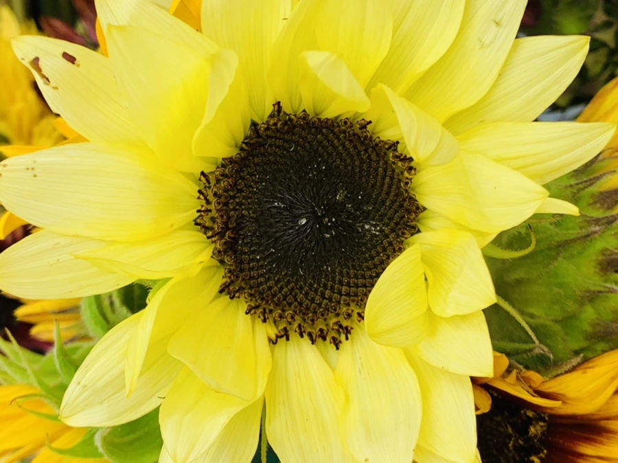 IMG_6638.jpg?type=w966