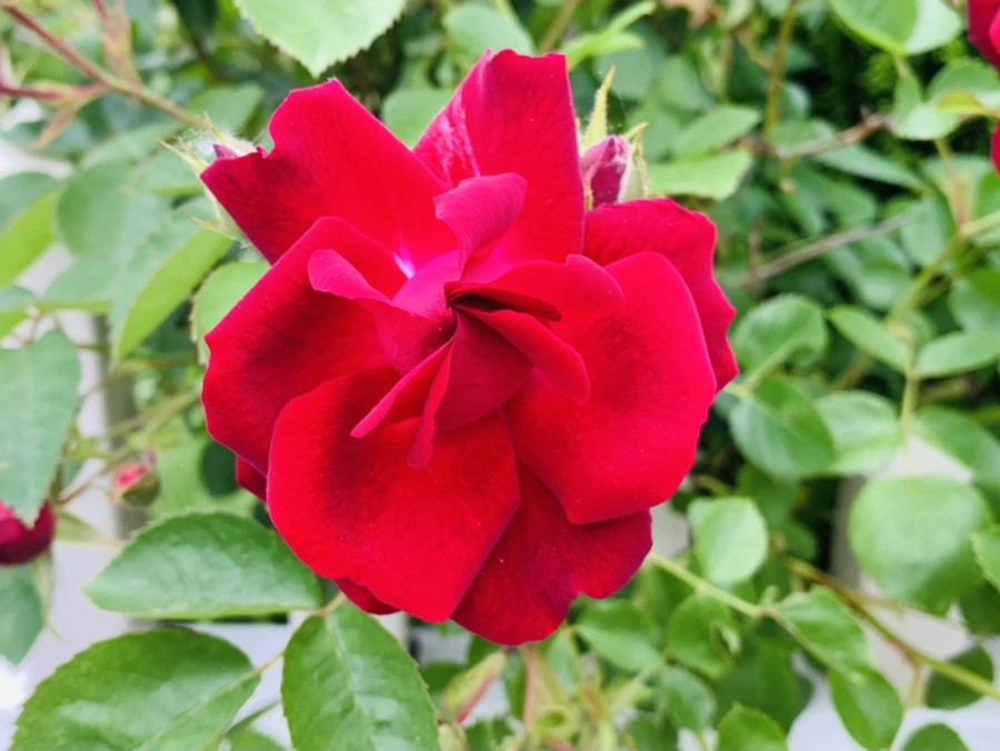 IMG_6116.jpg?type=w966