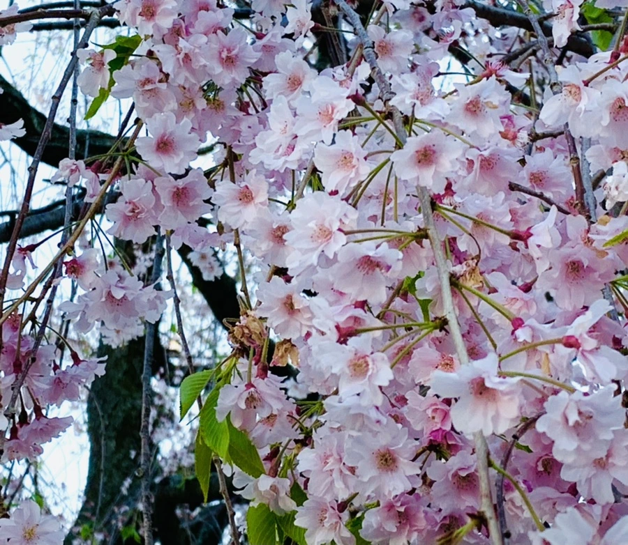 IMG_4895.jpg?type=w966