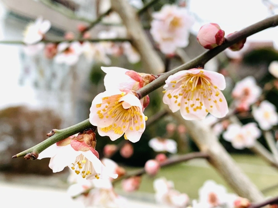 IMG_1683.jpg?type=w966