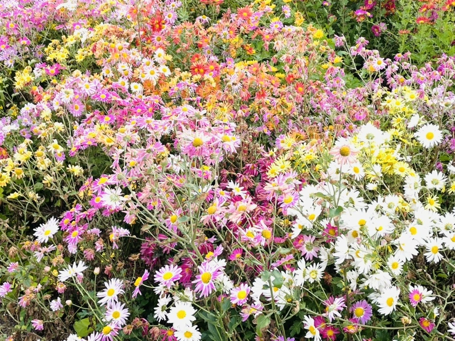 IMG_1180.jpg?type=w966