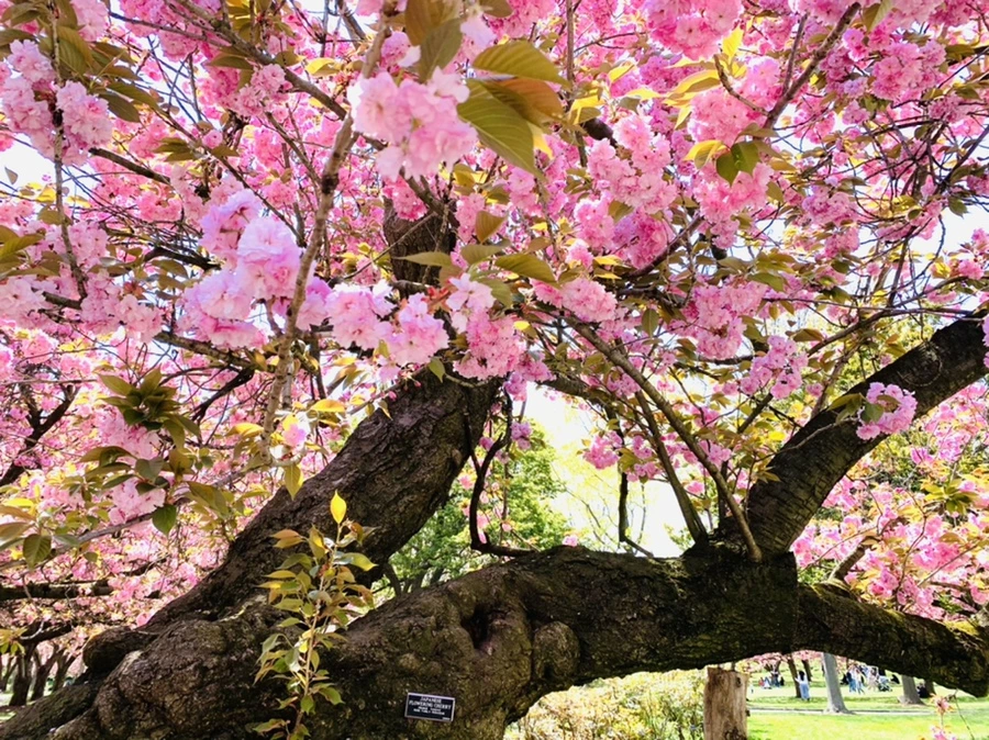 IMG_6434.jpg?type=w966