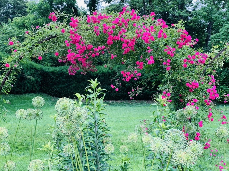 IMG_2922.jpg?type=w966