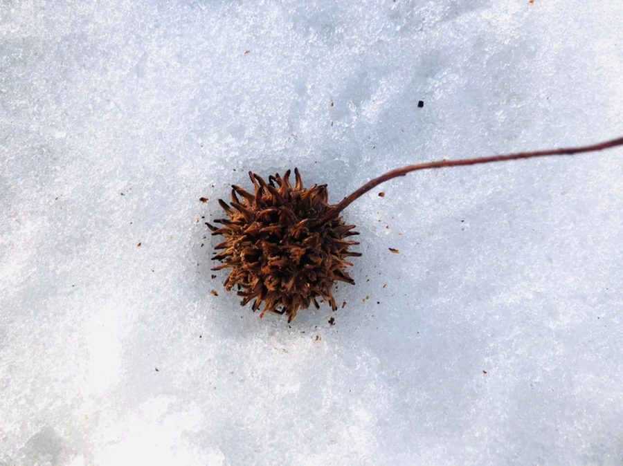 IMG_7750.jpg?type=w966