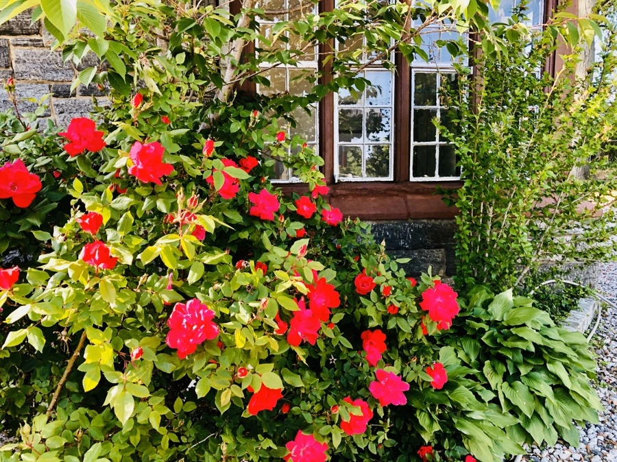 IMG_7350.jpg?type=w966