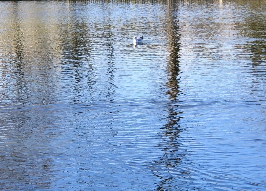 IMG_9746.jpg?type=w966