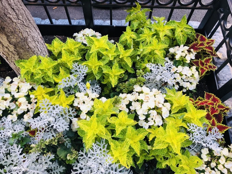 IMG_6667.jpg?type=w966