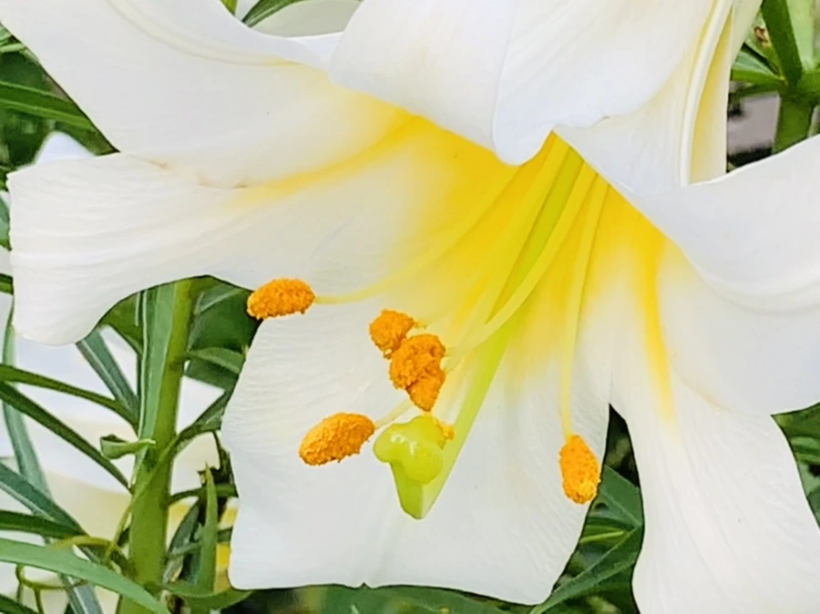 IMG_5653.jpg?type=w966