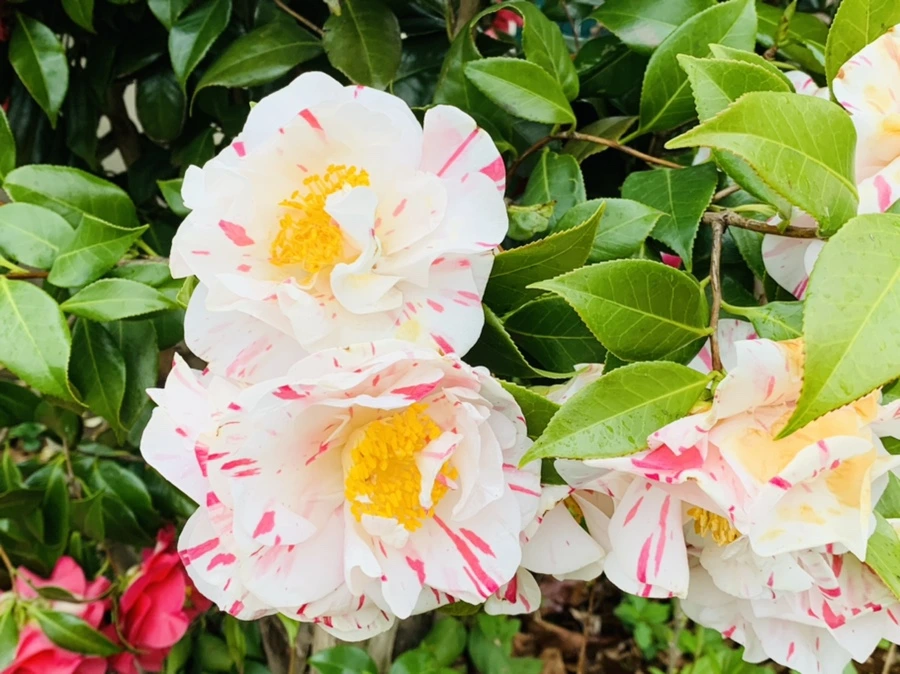 IMG_1351.jpg?type=w966