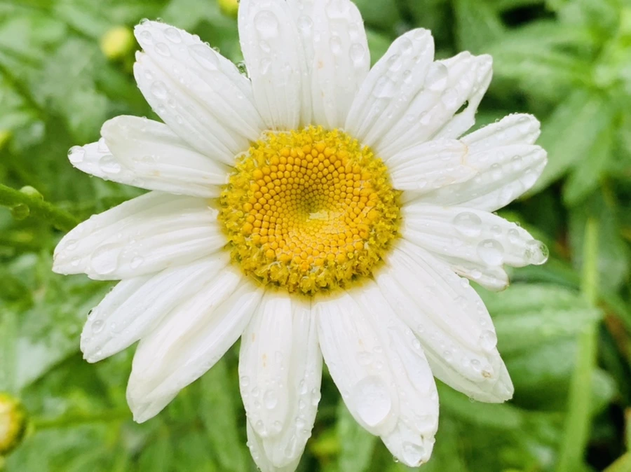 IMG_0193.jpg?type=w966