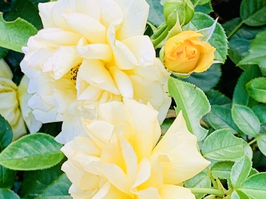 IMG_2937.jpg?type=w966