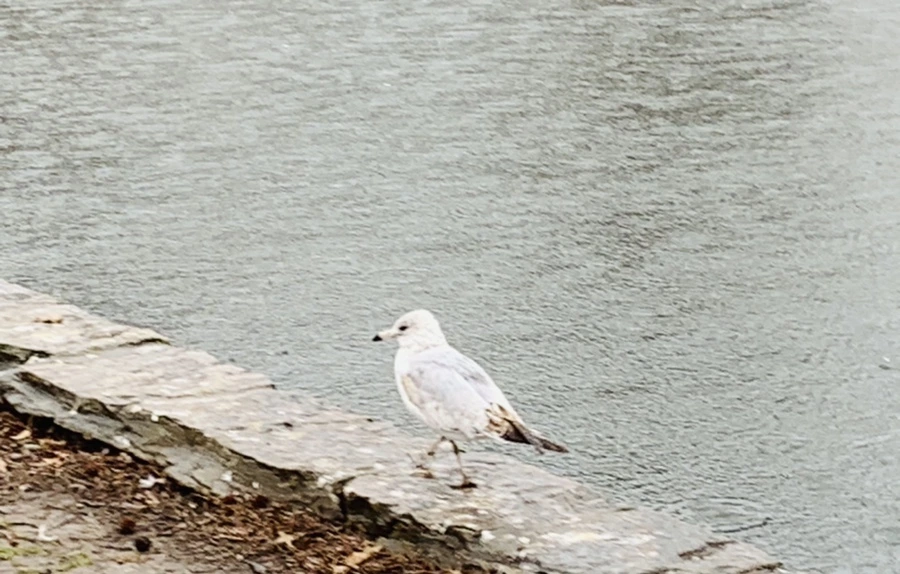 IMG_2081.jpg?type=w966