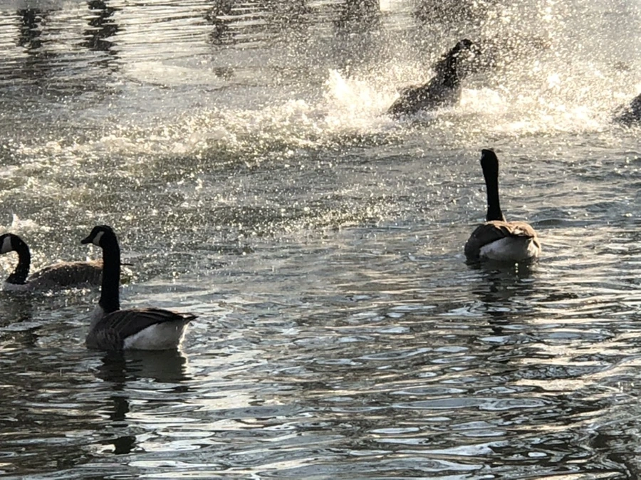 IMG_2822.jpg?type=w966