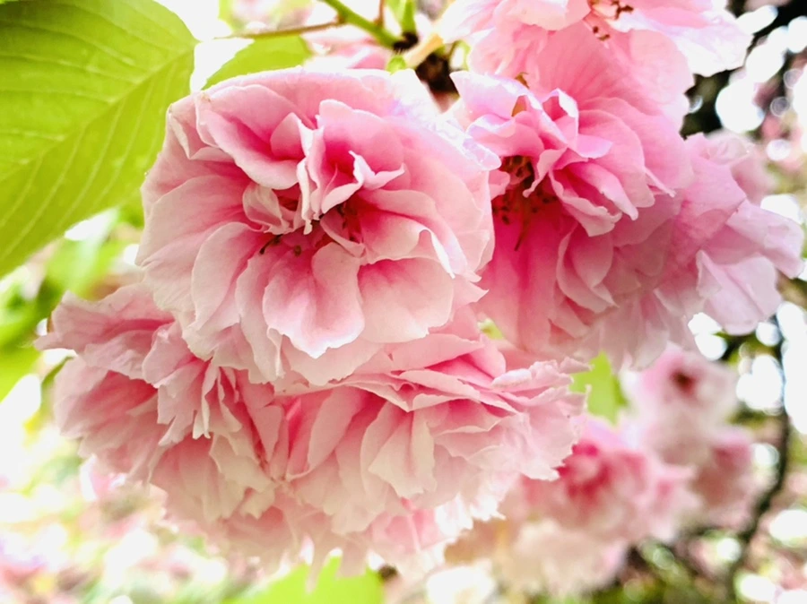 IMG_0244.jpg?type=w966