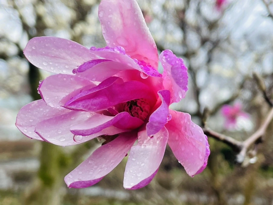 IMG_7379.jpg?type=w966