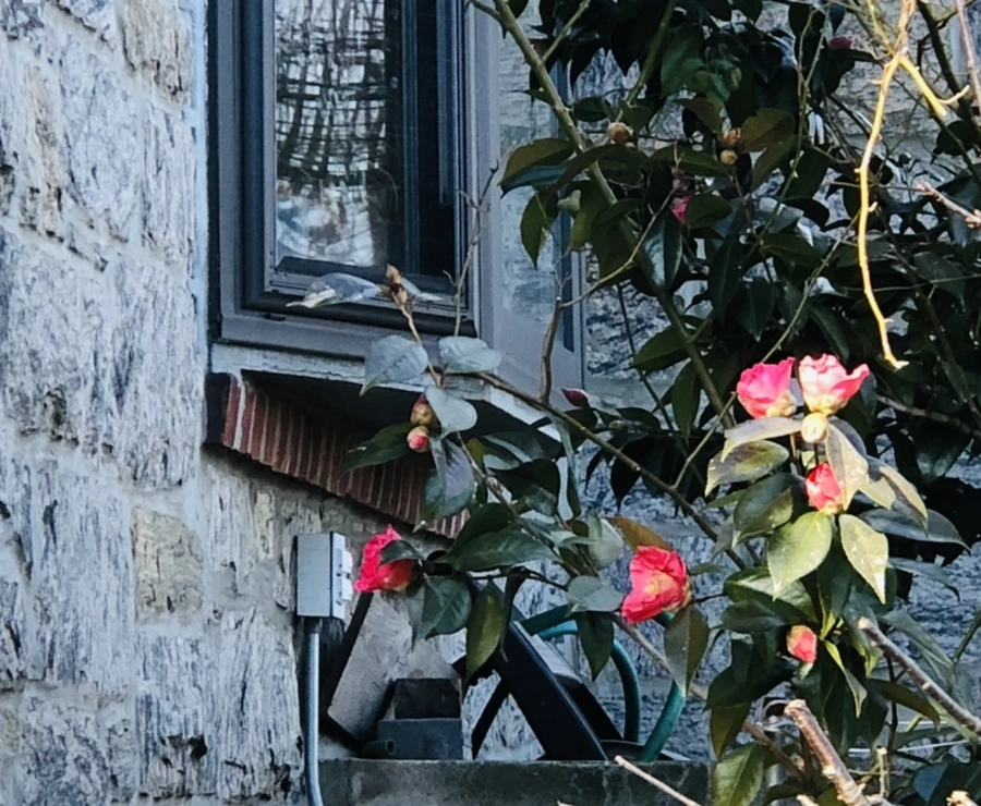 IMG_1385.jpg?type=w966