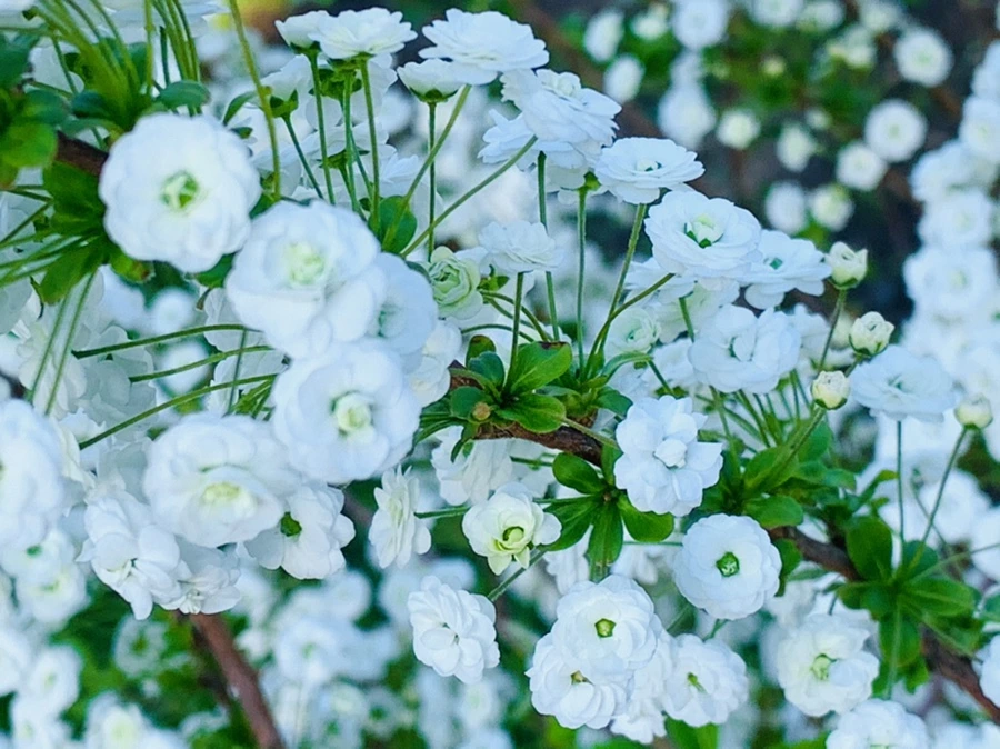 IMG_3286.jpg?type=w966