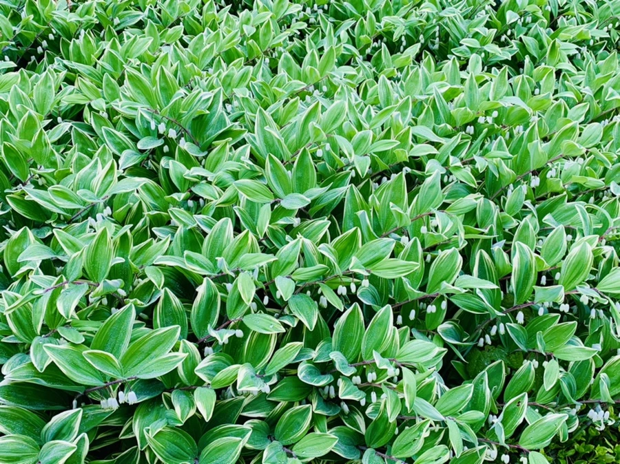 IMG_9725.jpg?type=w966