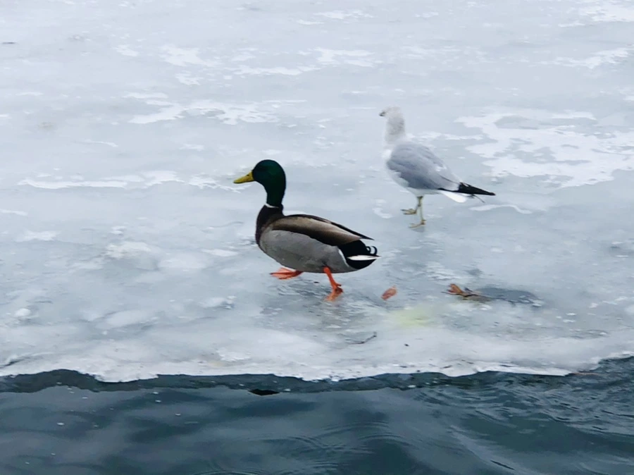 IMG_6272.jpg?type=w966