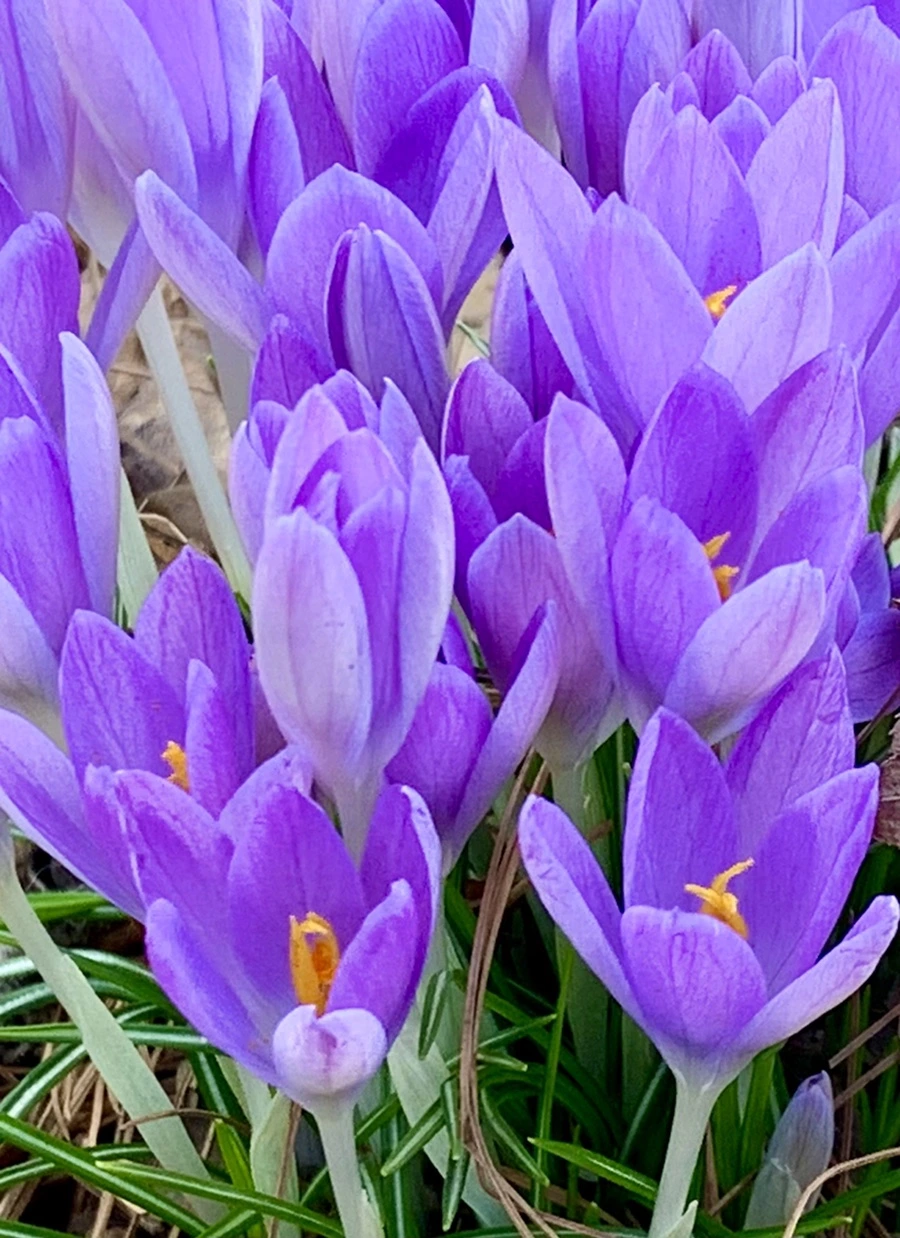 IMG_1258.jpg?type=w966