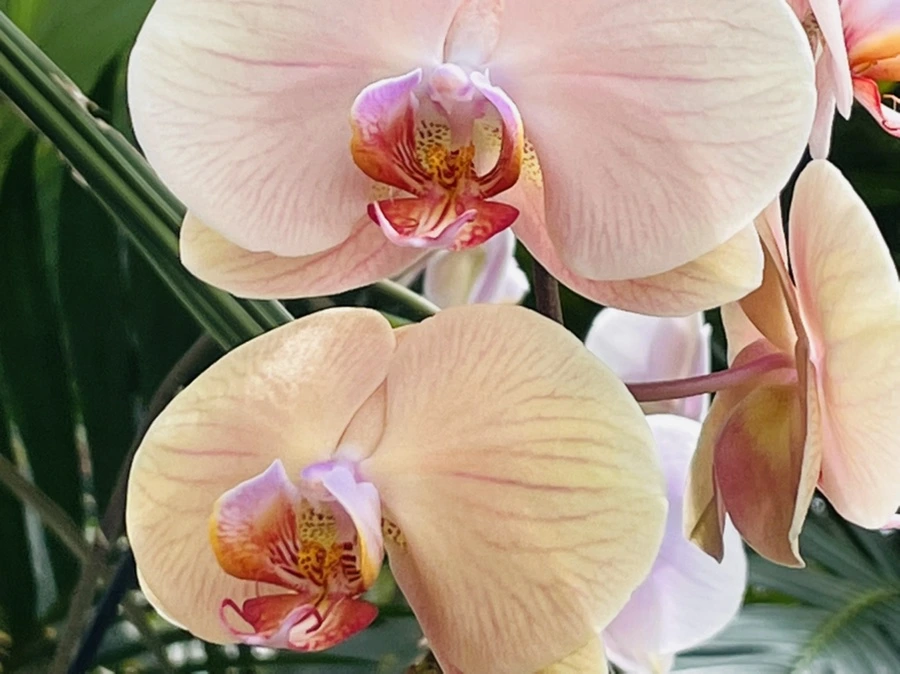 IMG_1376.jpg?type=w966