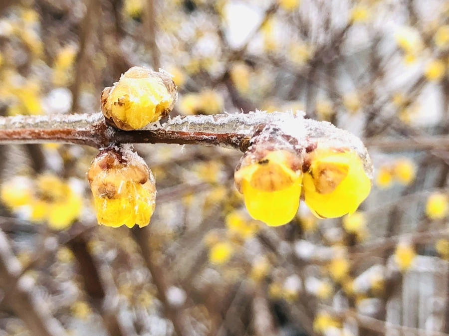 IMG_3503.jpg?type=w966