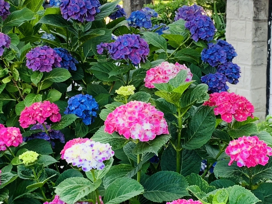 IMG_0343.jpg?type=w966