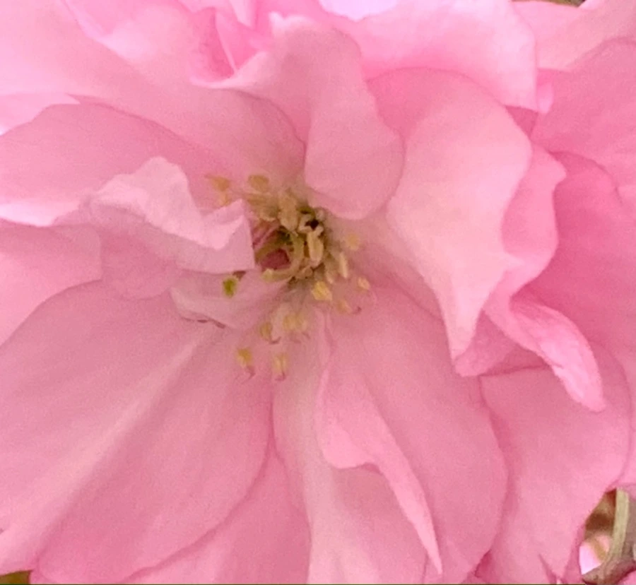 IMG_5497.jpg?type=w966