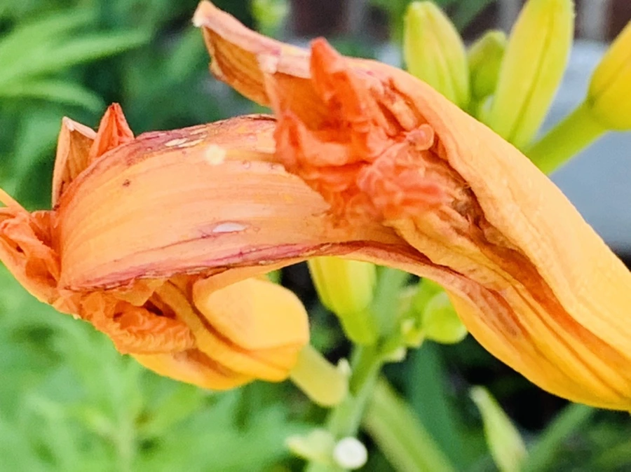 IMG_4868.jpg?type=w966