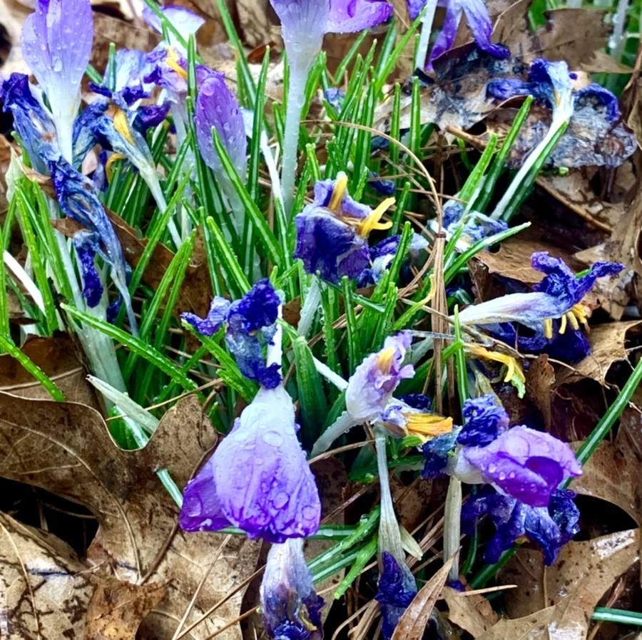 IMG_2153.jpg?type=w966