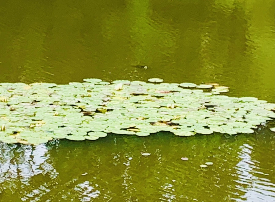 IMG_5171.jpg?type=w966