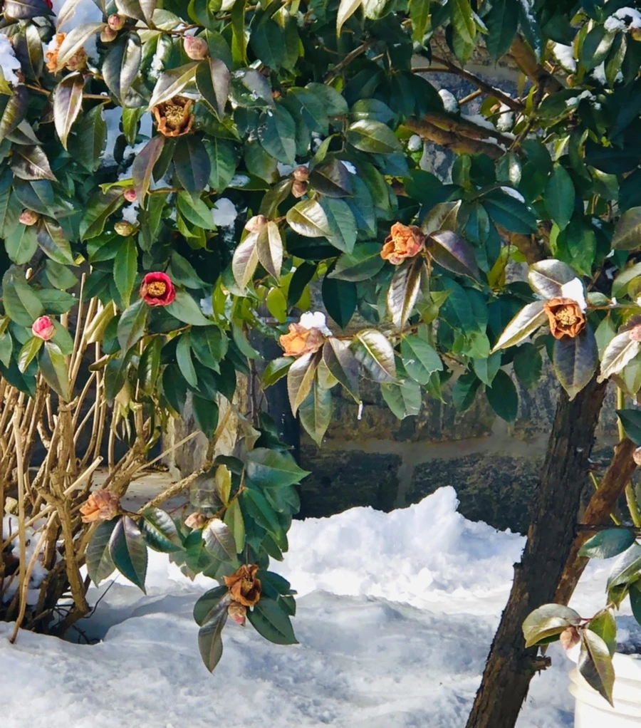 IMG_1275.jpg?type=w966