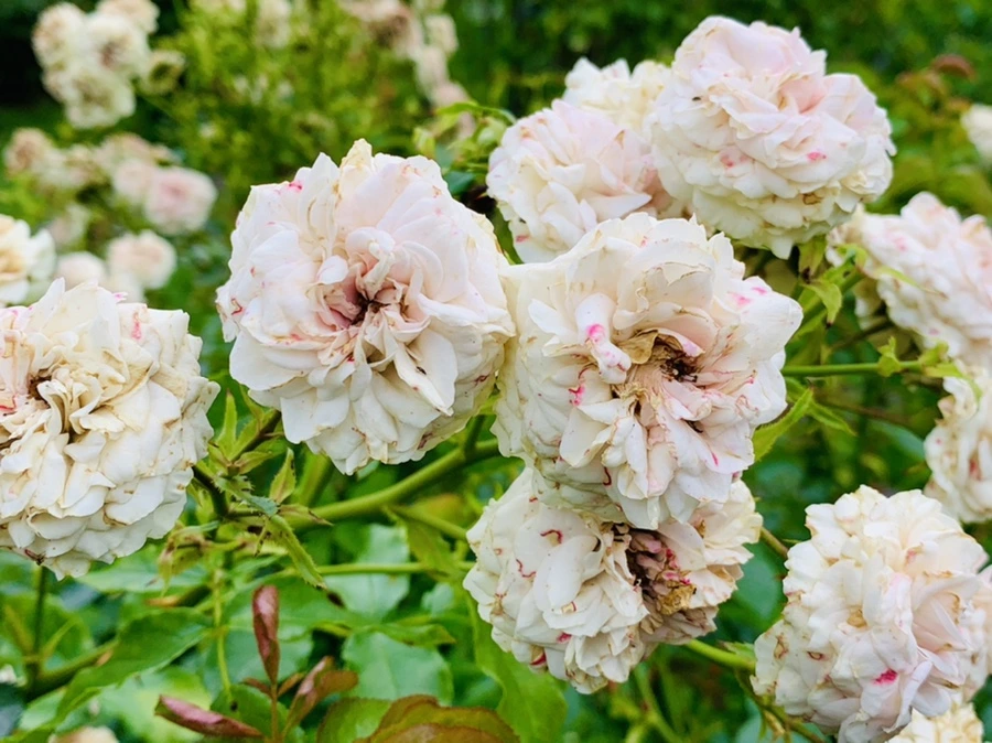 IMG_0440.jpg?type=w966