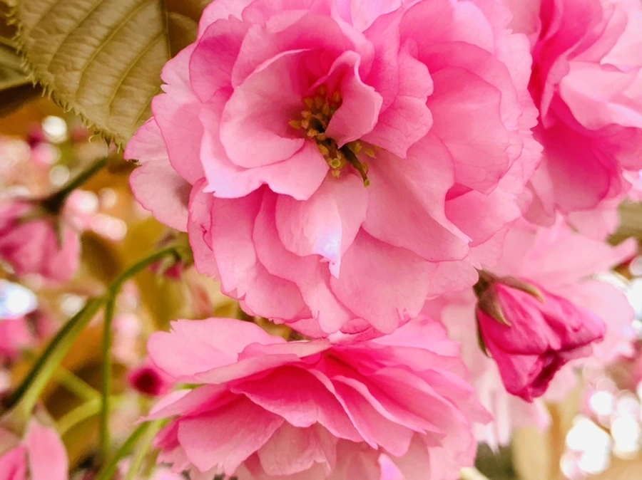 IMG_4345.jpg?type=w966