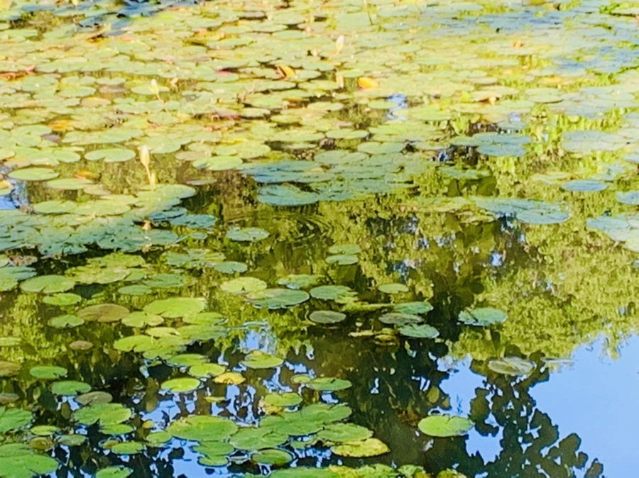 IMG_4299.jpg?type=w966