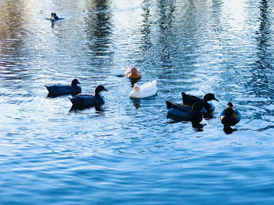 IMG_5946.jpg?type=w966