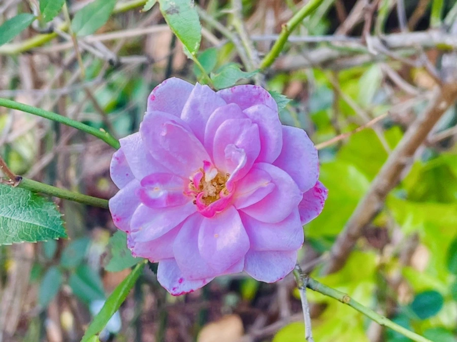 IMG_0214.jpg?type=w966