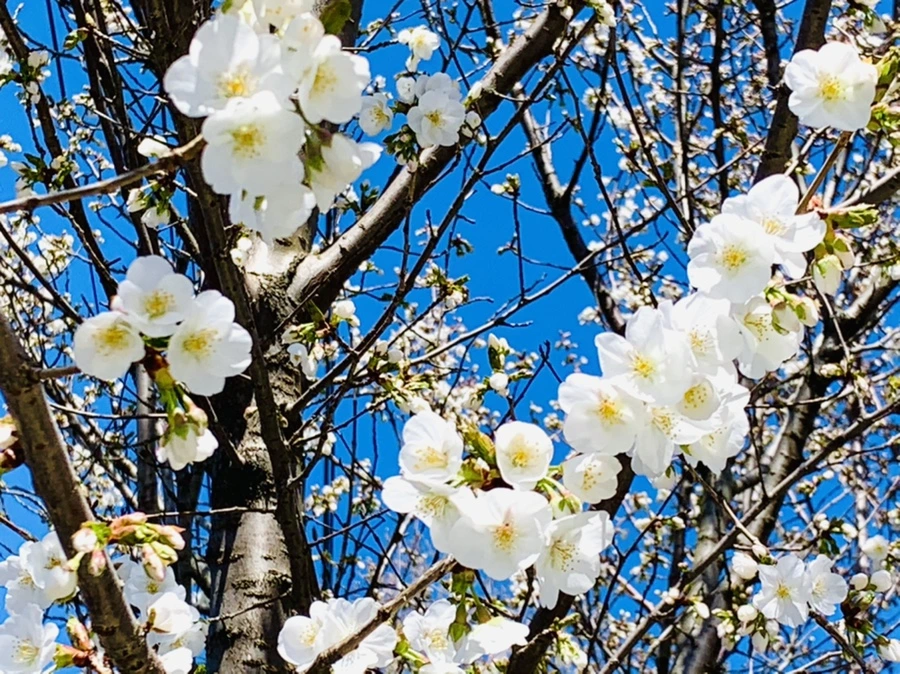 IMG_8109.jpg?type=w966