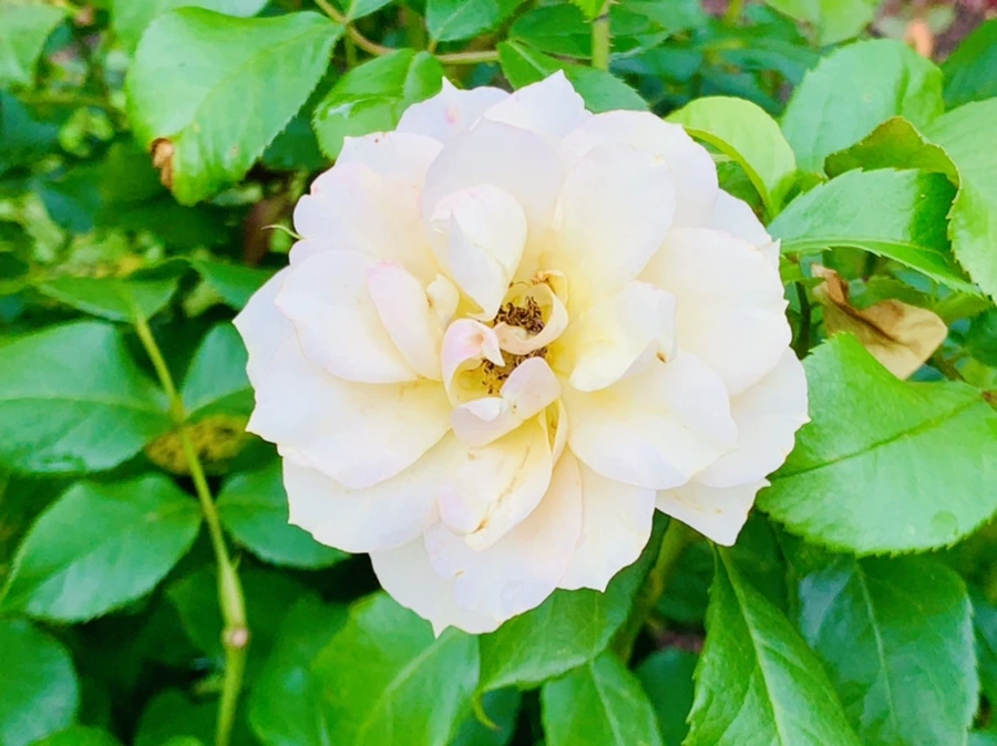 IMG_8731.jpg?type=w966