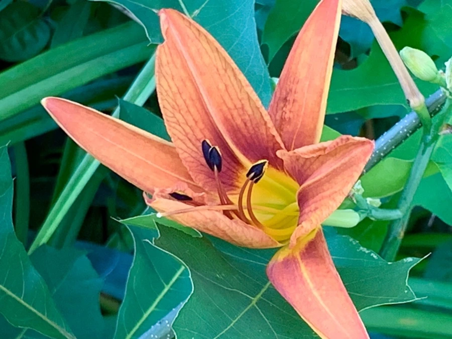 IMG_5342.jpg?type=w966