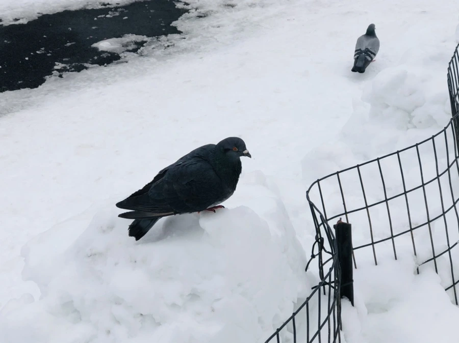 IMG_9151.jpg?type=w966