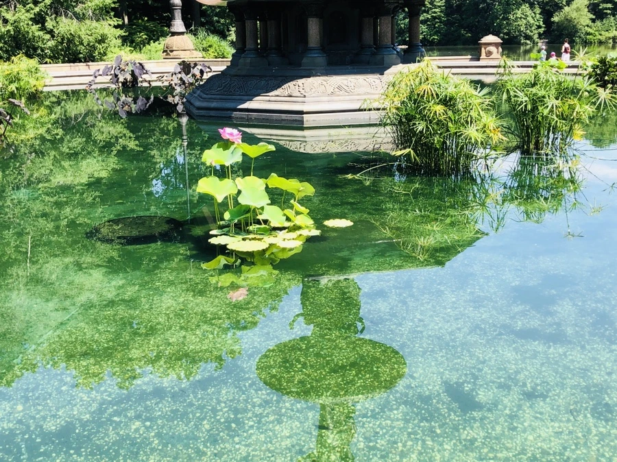 IMG_1086.jpg?type=w966