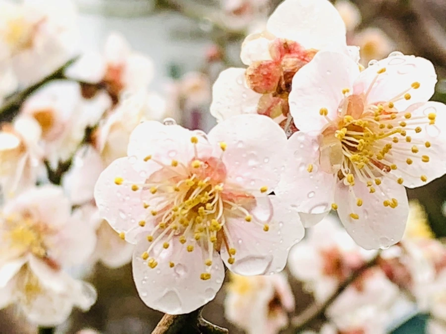 IMG_1910.jpg?type=w966