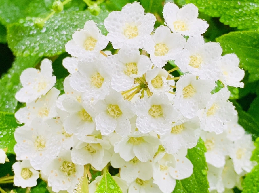 IMG_9733.jpg?type=w966