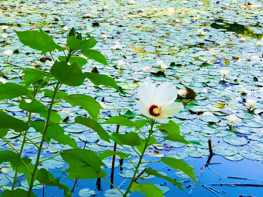 IMG_4958.jpg?type=w966