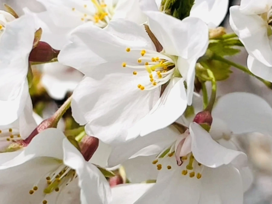 IMG_8907.jpg?type=w966