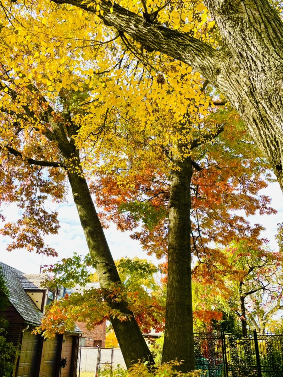 IMG_2248.jpg?type=w966