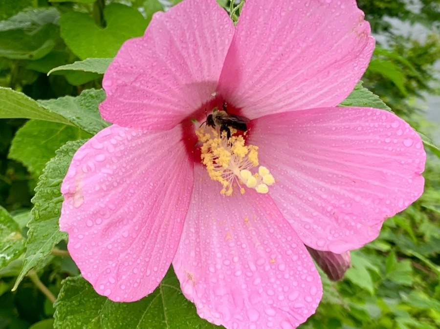 IMG_7750.jpg?type=w966