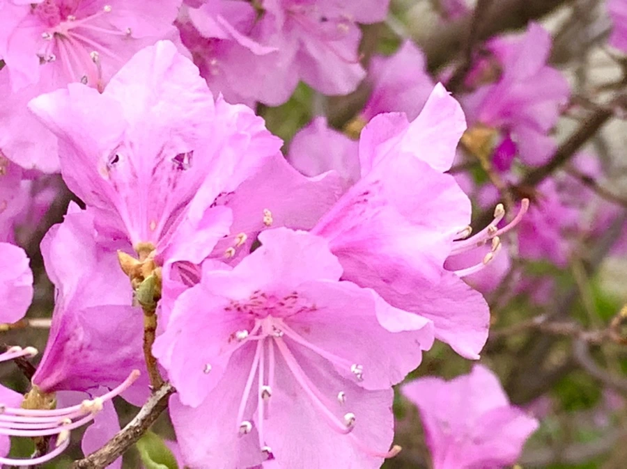 IMG_5980.jpg?type=w966