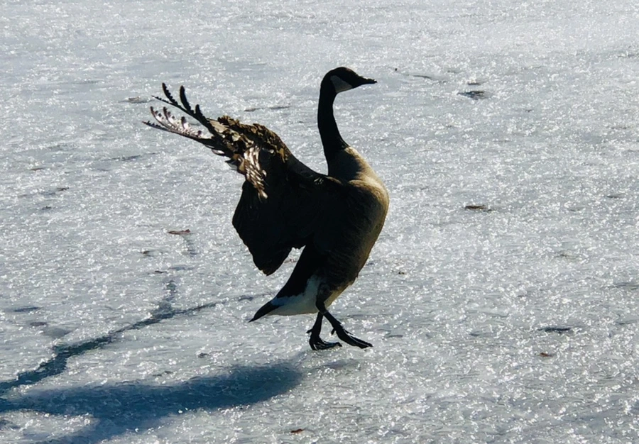 IMG_5456.jpg?type=w966